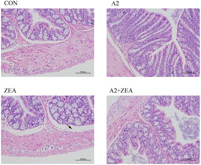 Bacillus velezensis A2 Inhibited the Cecal Inflammation Induced by Zearalenone by Regulating Intestinal Flora and Short-Chain Fatty Acids